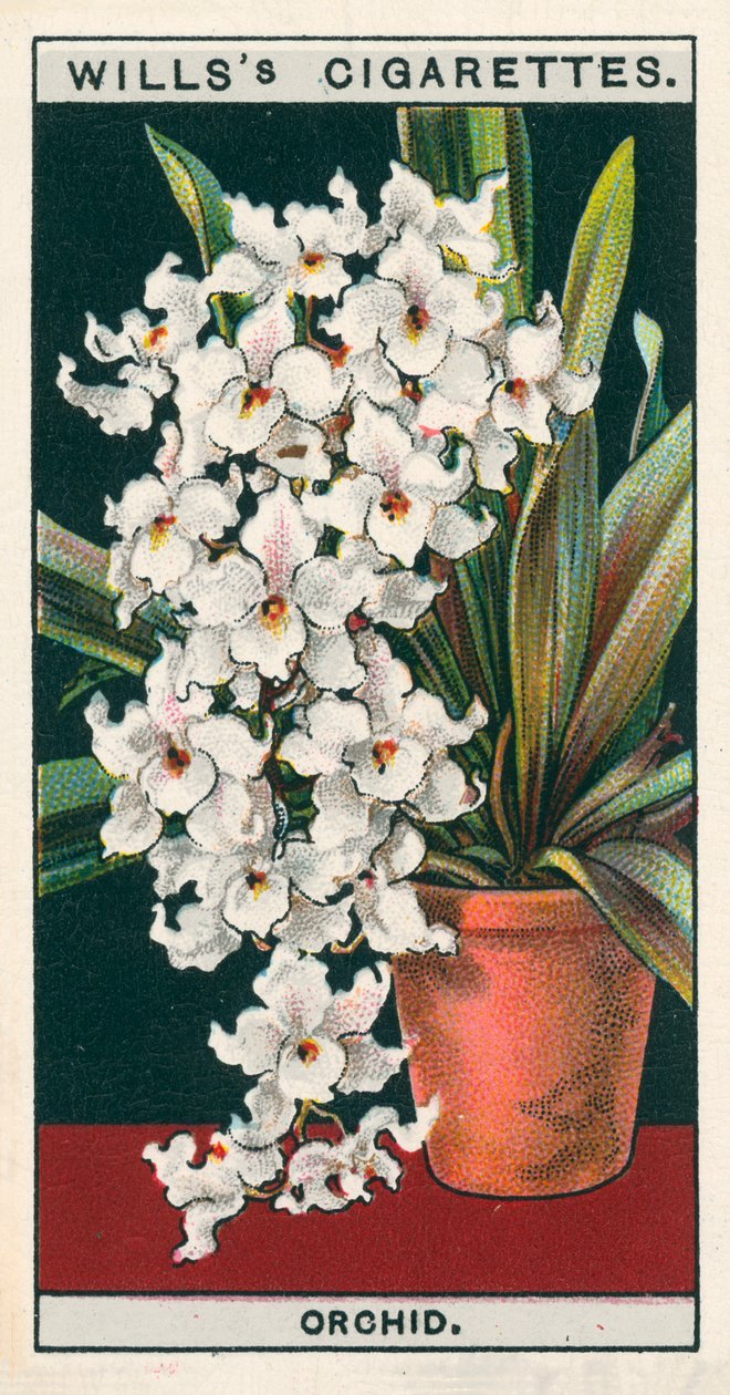 Coltura di fiori in vaso: Orchidea (chromolitho) da English School