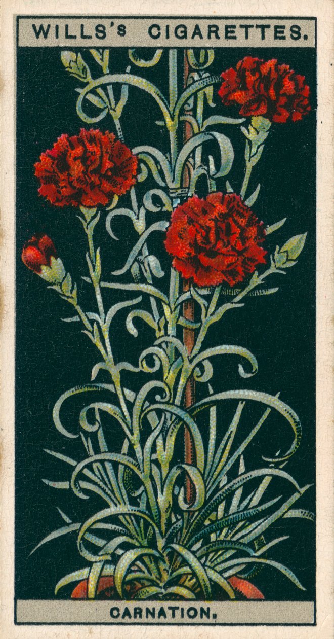 Coltura di fiori in vaso: Garofano a fioritura perpetua (chromolitho) da English School