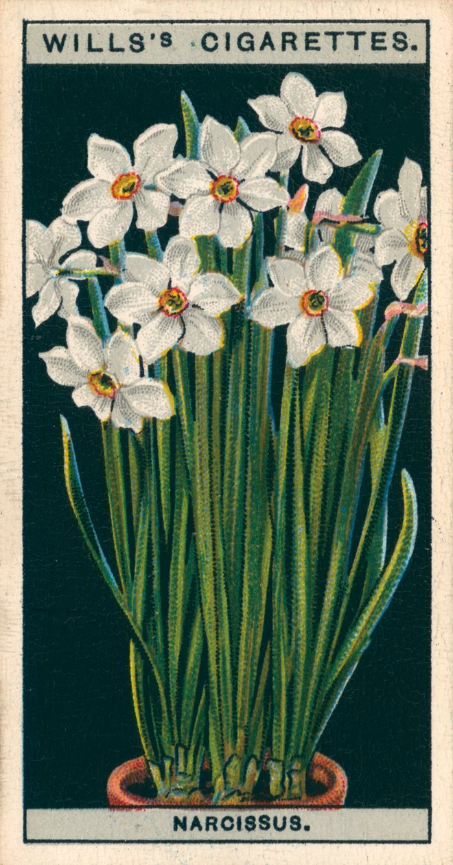 Coltura di fiori in vaso: Narciso dei poeti (chromolitho) da English School