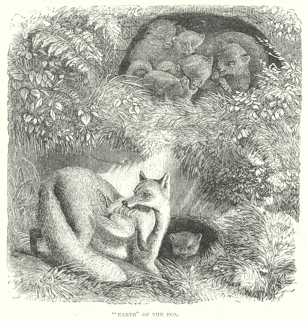 Volpe (incisione) da English School