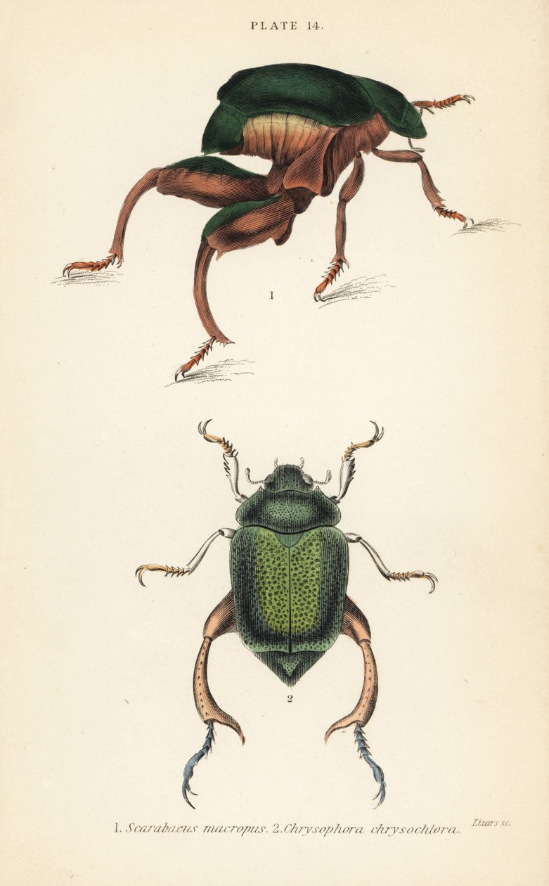Coleottero dalle zampe di rana o coleottero canguro, Sagra papuana, e coleottero foglia lucente, Chrysophora chrysochlora da English School