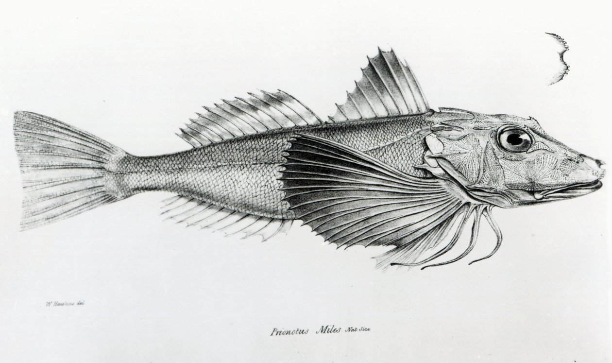 Galapagos Gurnard, tavola 6 da 