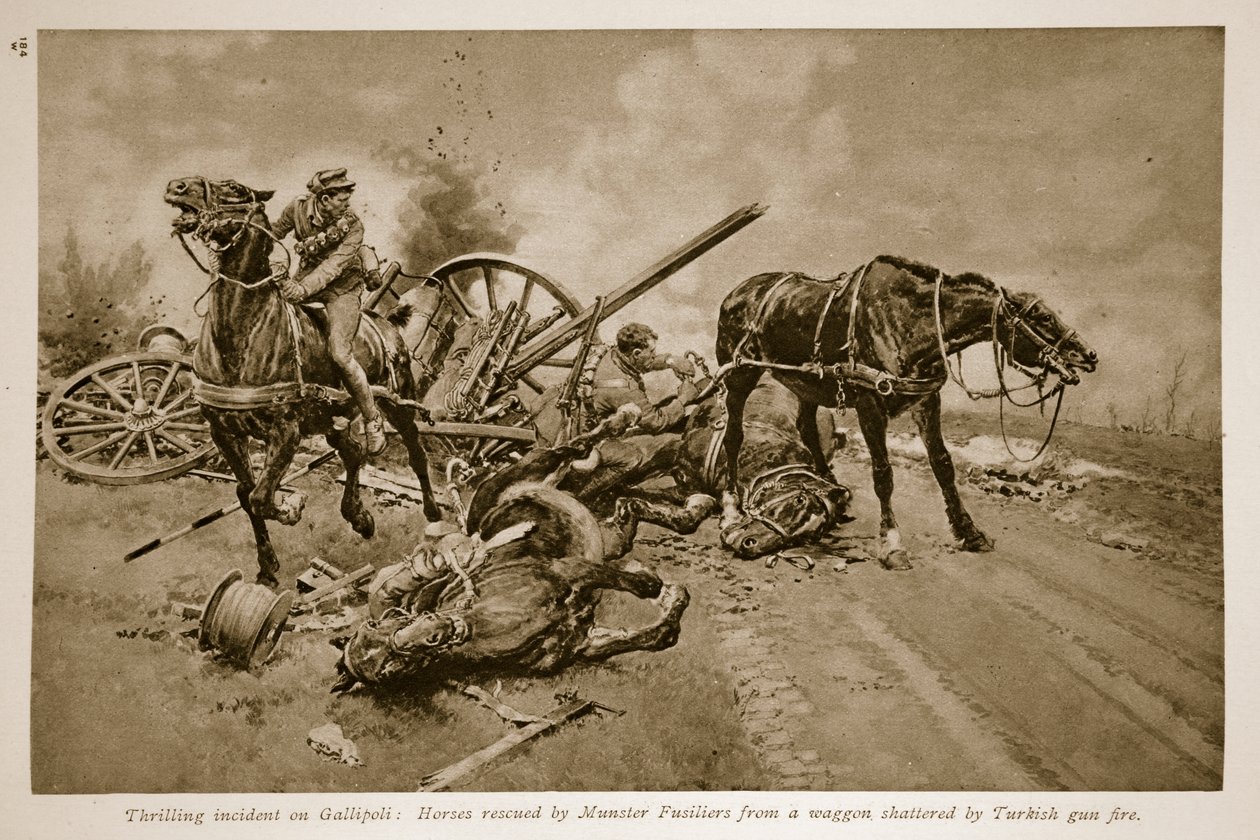 Gallipoli: Cavalli salvati dai Munster Fusiliers da un carro distrutto dal fuoco turco, 1914-19 da English School