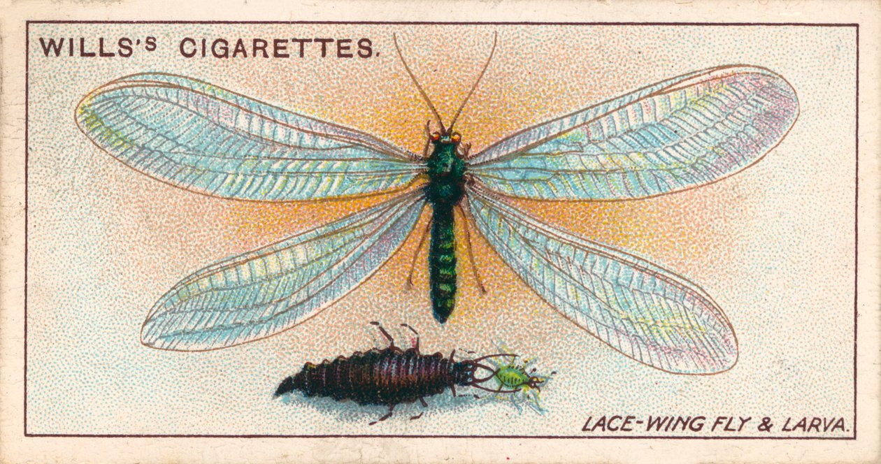 Vita in giardino: Mosca delle ali e larva (chromolitho) da English School