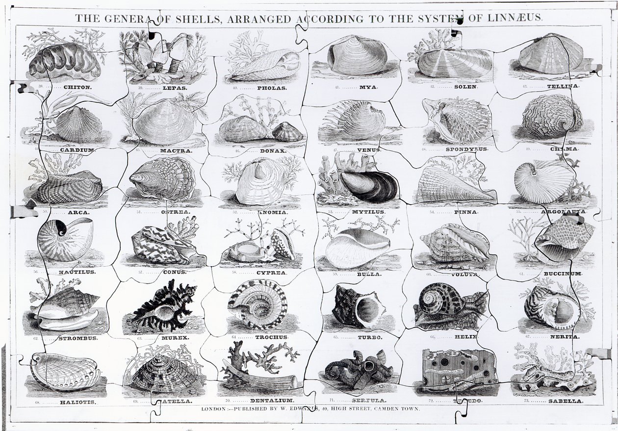 Generi di Conchiglie puzzle, pub. da W. Edwards da English School