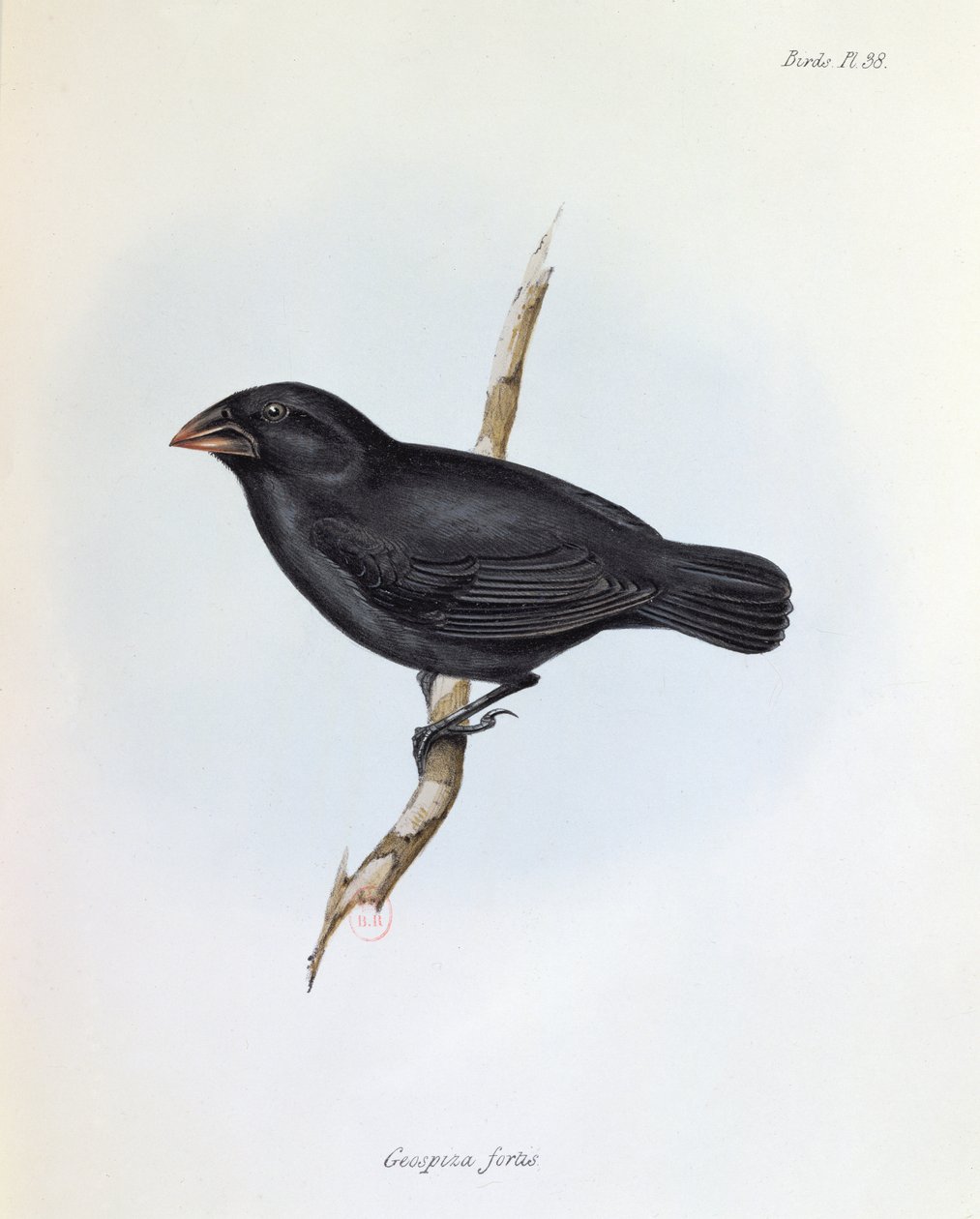 Geospiza Fortis, illustrazione da La Zoologia del Viaggio dell