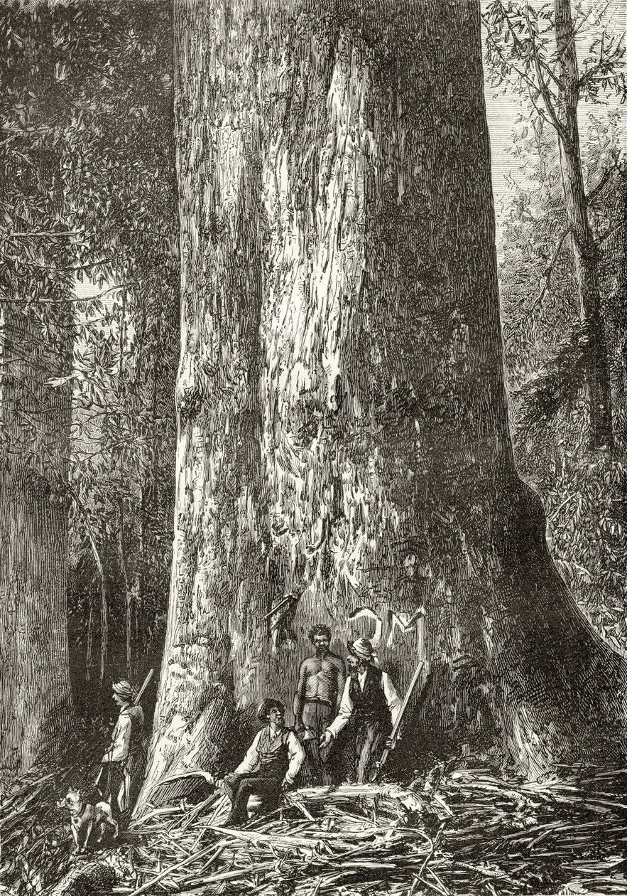 Albero di gomma gigante, da 