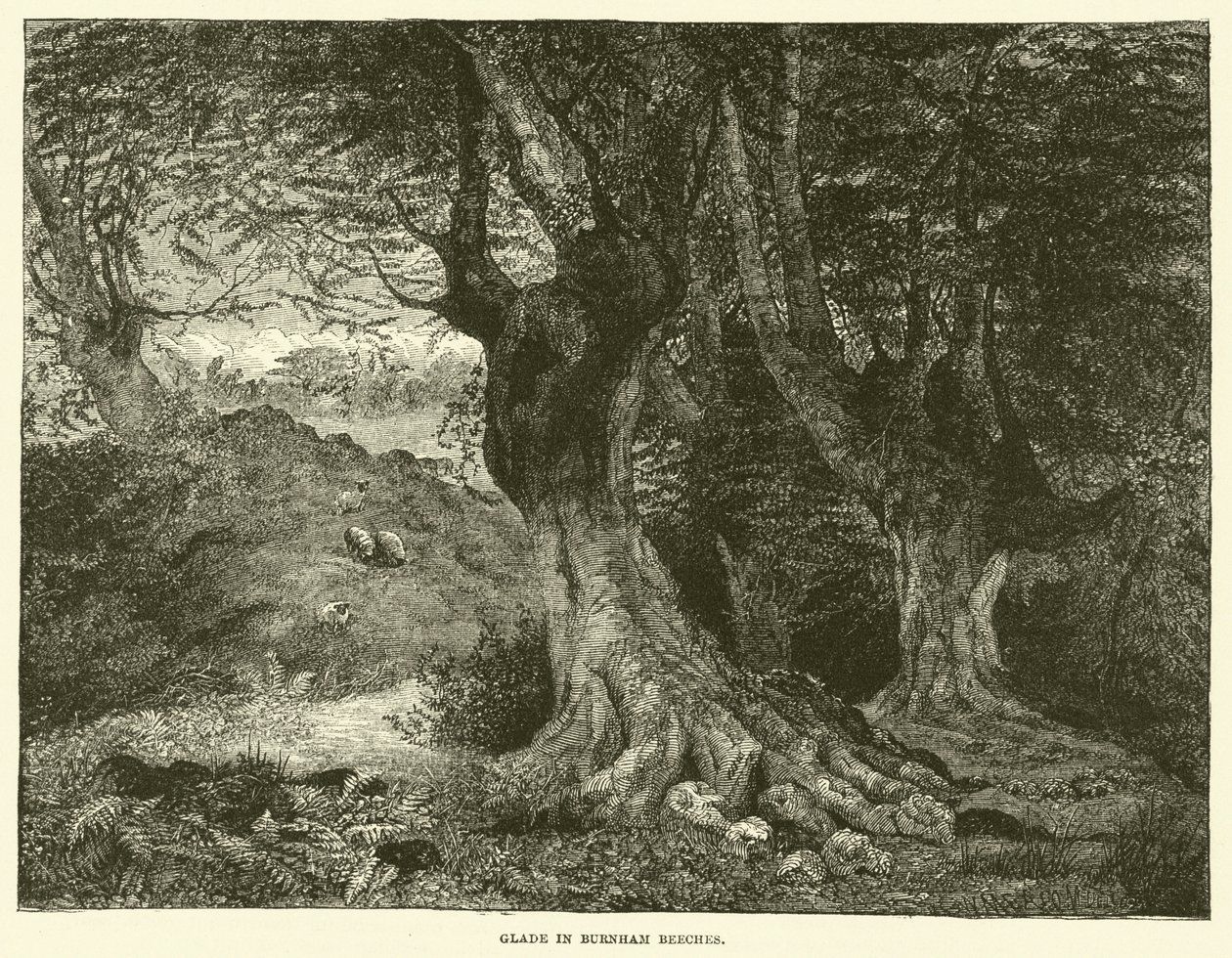 Radura a Burnham Beeches (incisione) da English School