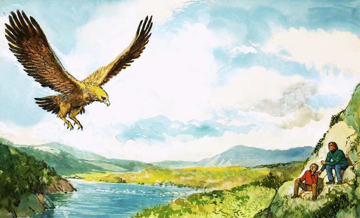 Aquila d