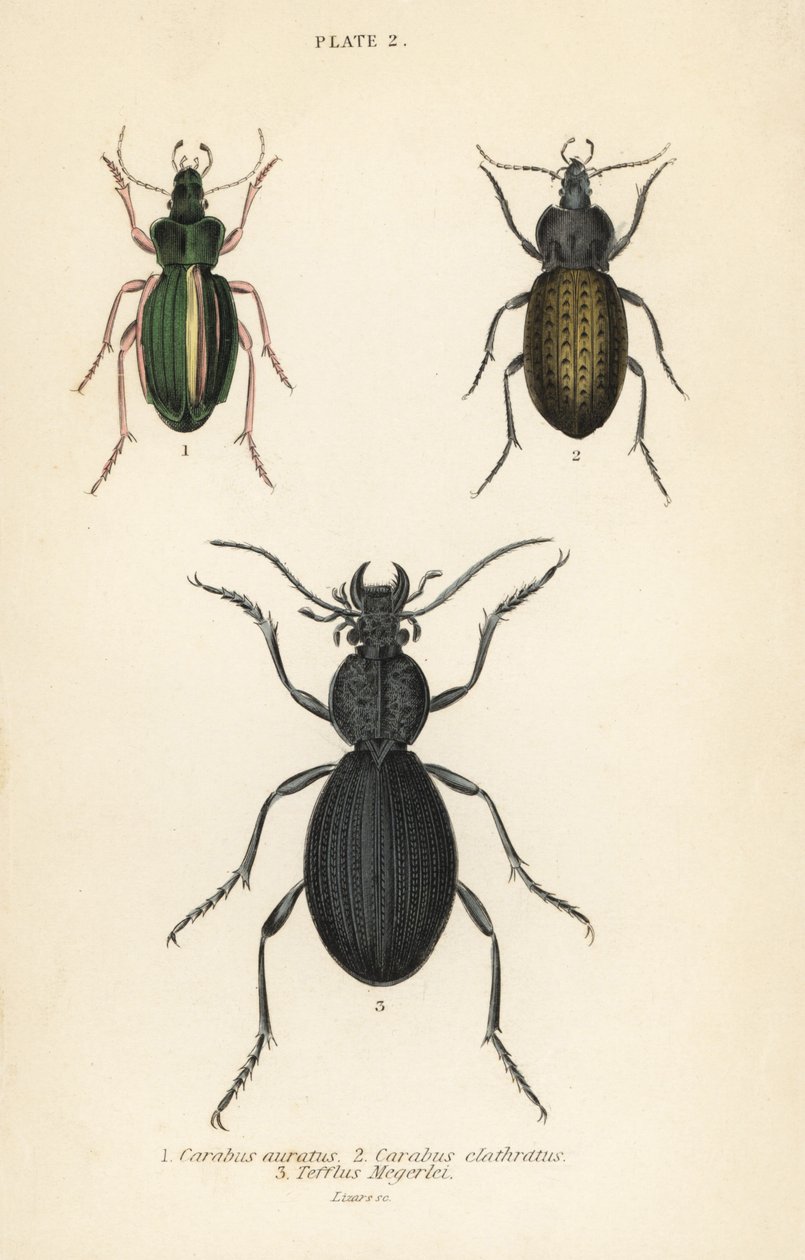 Scarabeo terrestre dorato, Carabus auratus, scarabeo terrestre, Carabus clathratus, e grande scarabeo terrestre nero, Tefflus megerlei da English School