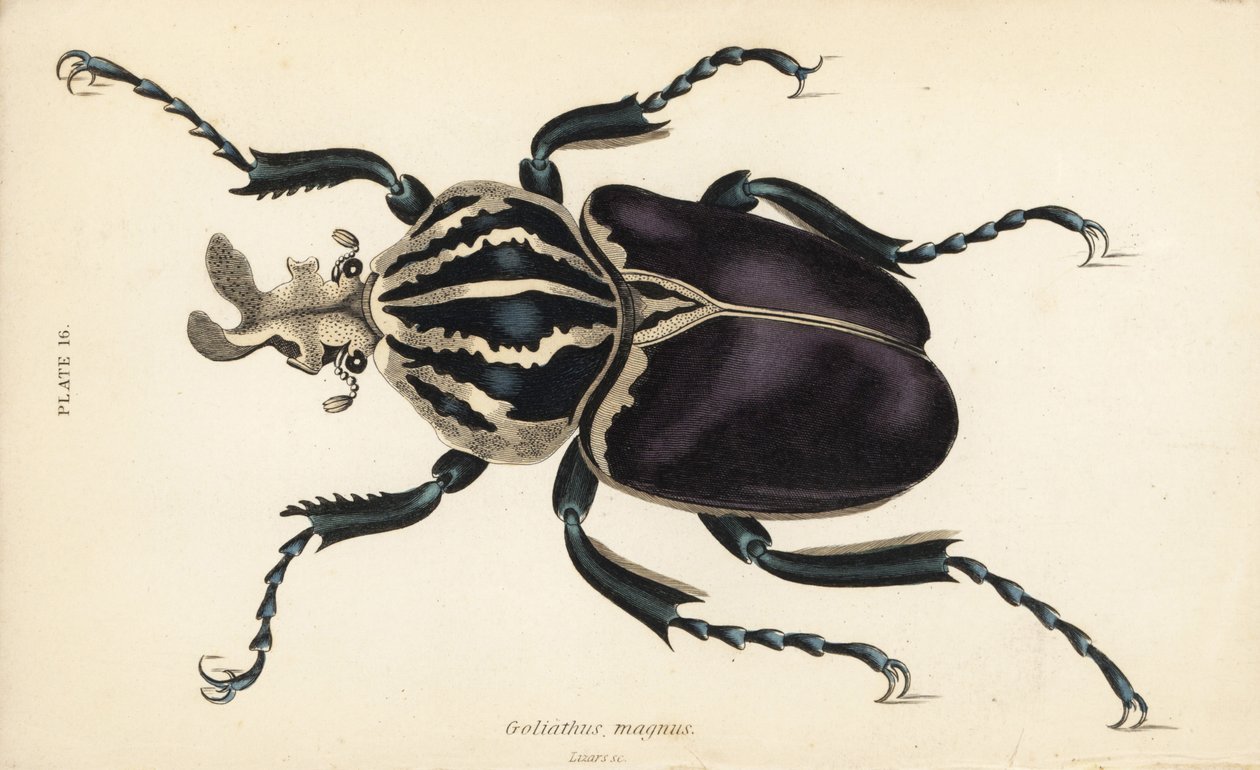 Coleottero Golia, Goliathus goliatus (Goliathus magnus) da English School