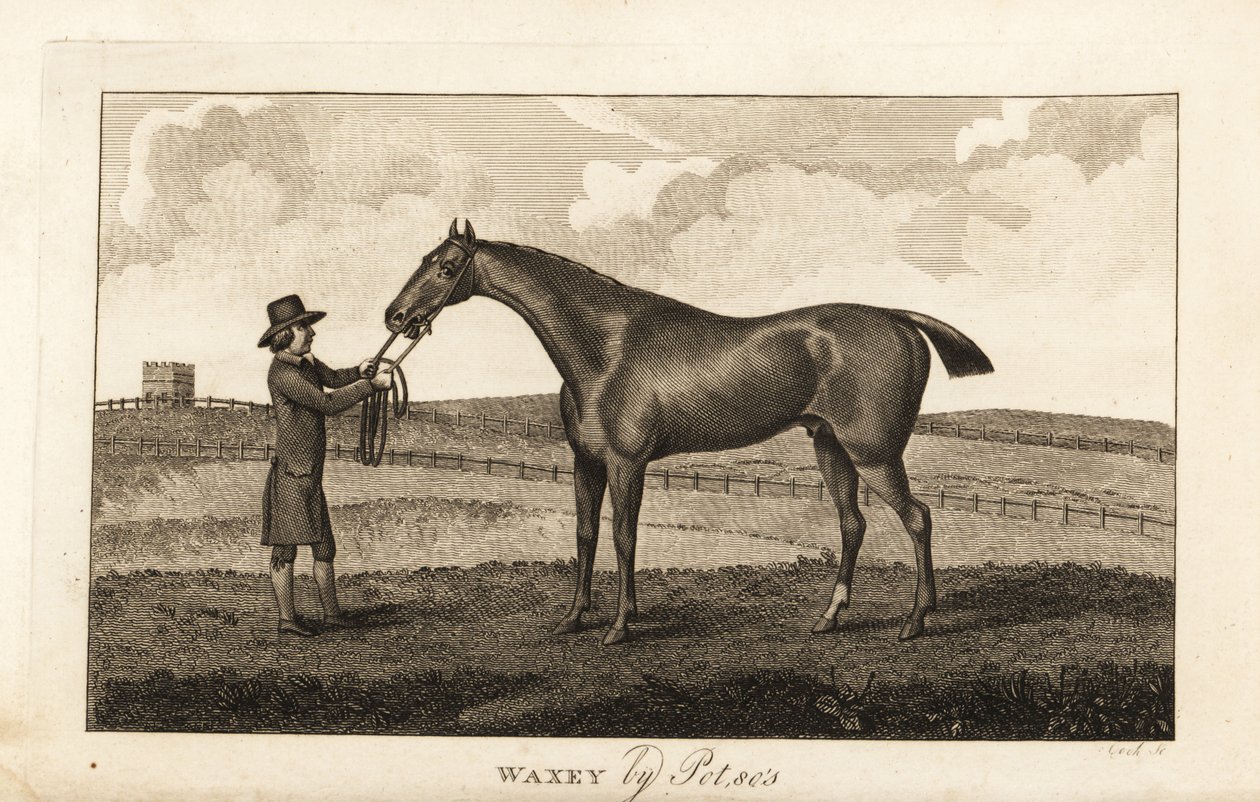 Stalliere con il cavallo da corsa purosangue Waxey di Pot80 da English School