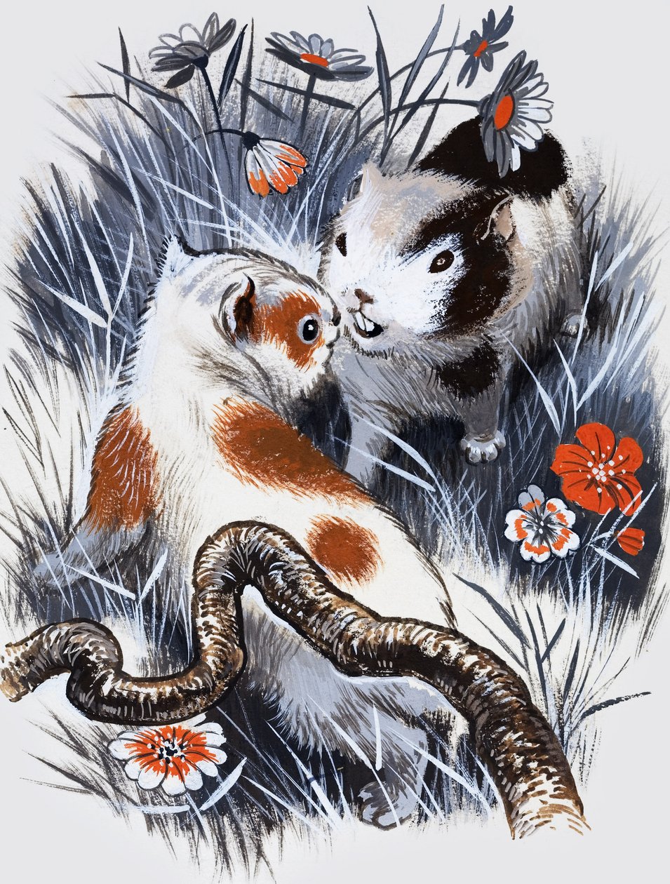 Guinea Pig (gouache on paper) da English School