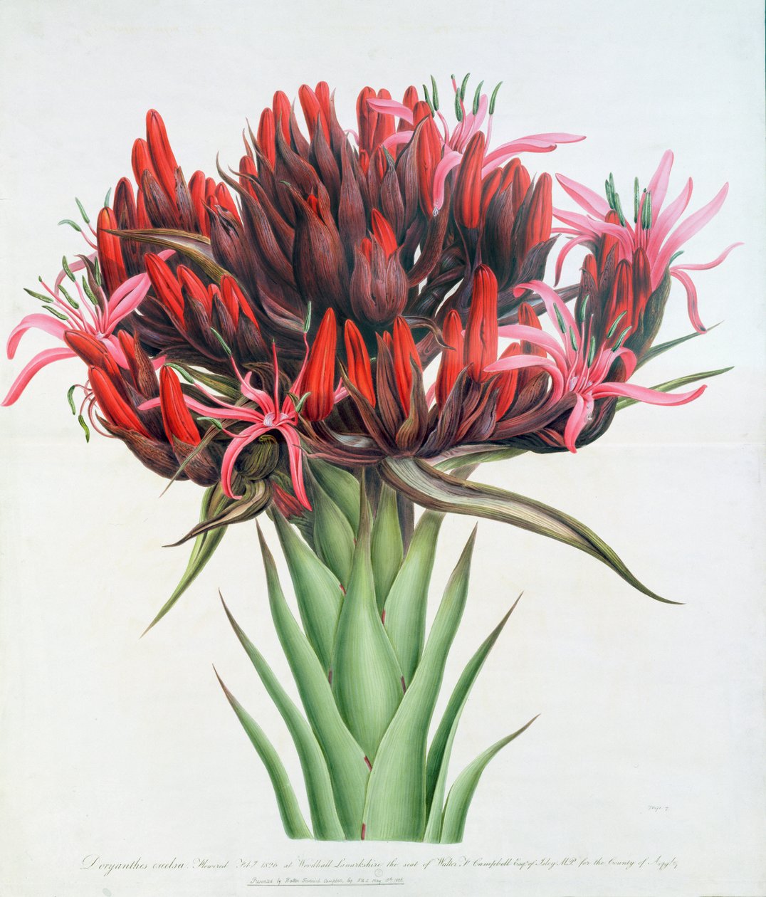 Giglio di Gymea, 1826 da English School