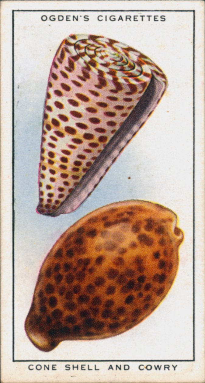 I colori nascosti nei molluschi, nella conchiglia e nel cowry (litografia a colori) da English School