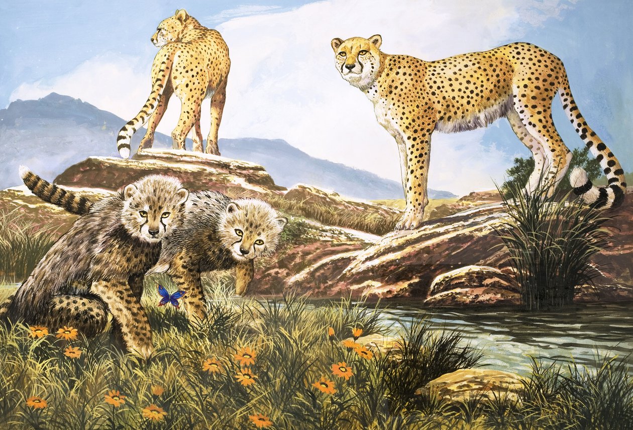 Cacciatore ad alta velocità, il ghepardo, illustrazione da Nature