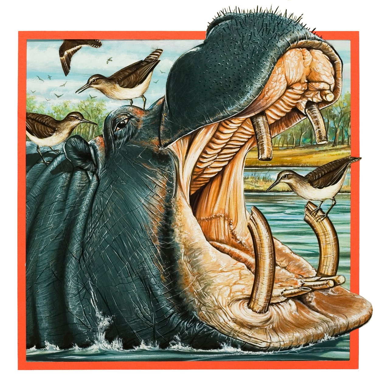 Ippopotamo (goauche su carta) da English School
