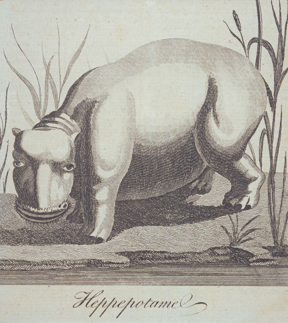 Ippopotamo, da The Gentlemans Magazine, pubblicato a dicembre 1772 da English School