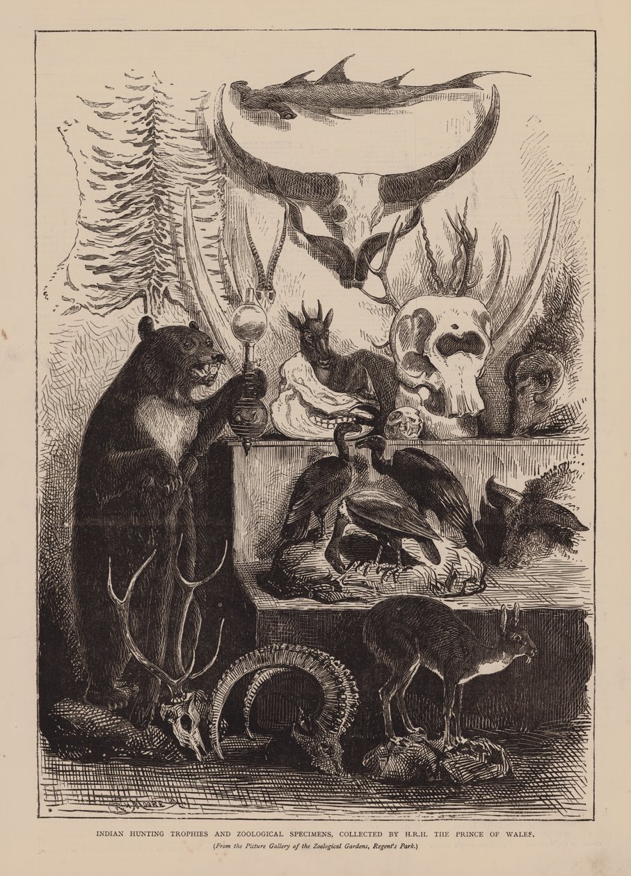 Trofei di caccia indiani ed esemplari zoologici, raccolti da S.A.R. il Principe di Galles (incisione) da English School