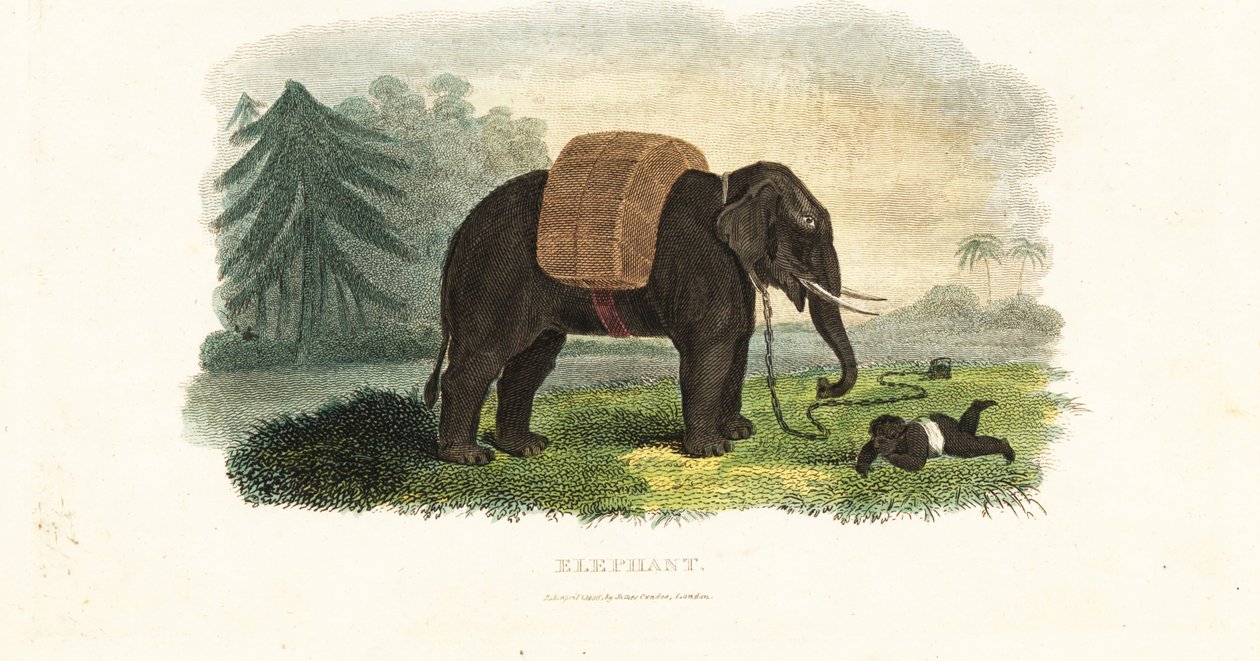 Bambino indiano lasciato sotto la protezione di un elefante incatenato mentre i genitori cercano cibo nei boschi da English School