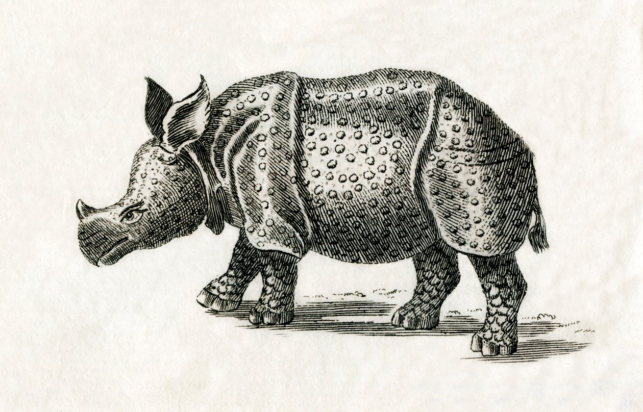 Rinoceronte indiano, o rinoceronte maggiore con un corno, Rhinoceros unicornis da English School