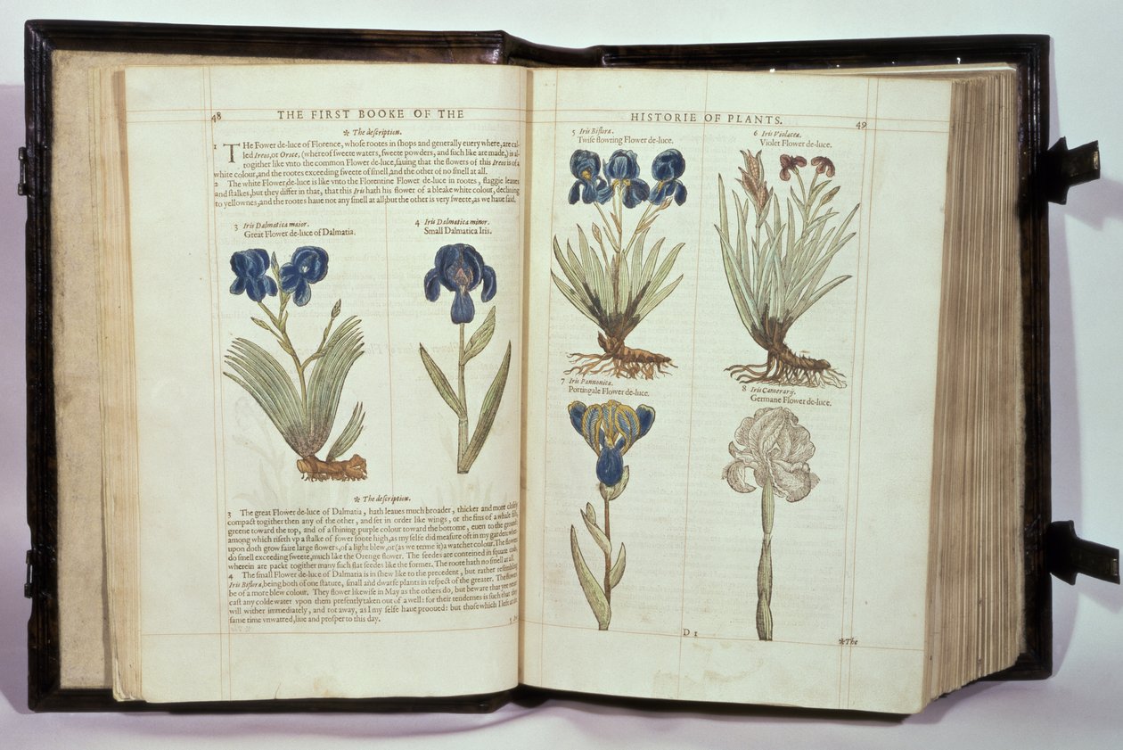 Iris (Fiori di luce), sei varietà da 