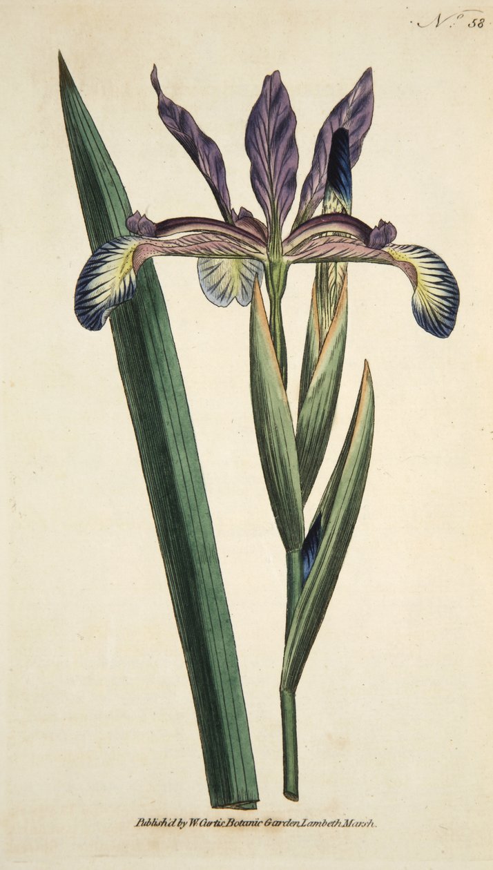 Iris Spuria (Iris Spurio), da The Botanical Magazine or Flower Garden Displayed, pub. 1790 (incisione colorata a mano) da English School