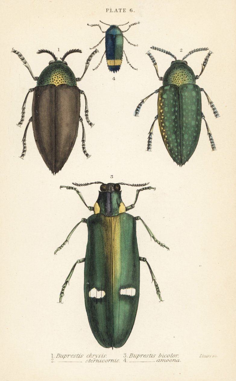 Coleotteri gioiello: Buprestis chrysis, Buprestis sternicornis, Buprestis bicolor, Buprestis amoena da English School