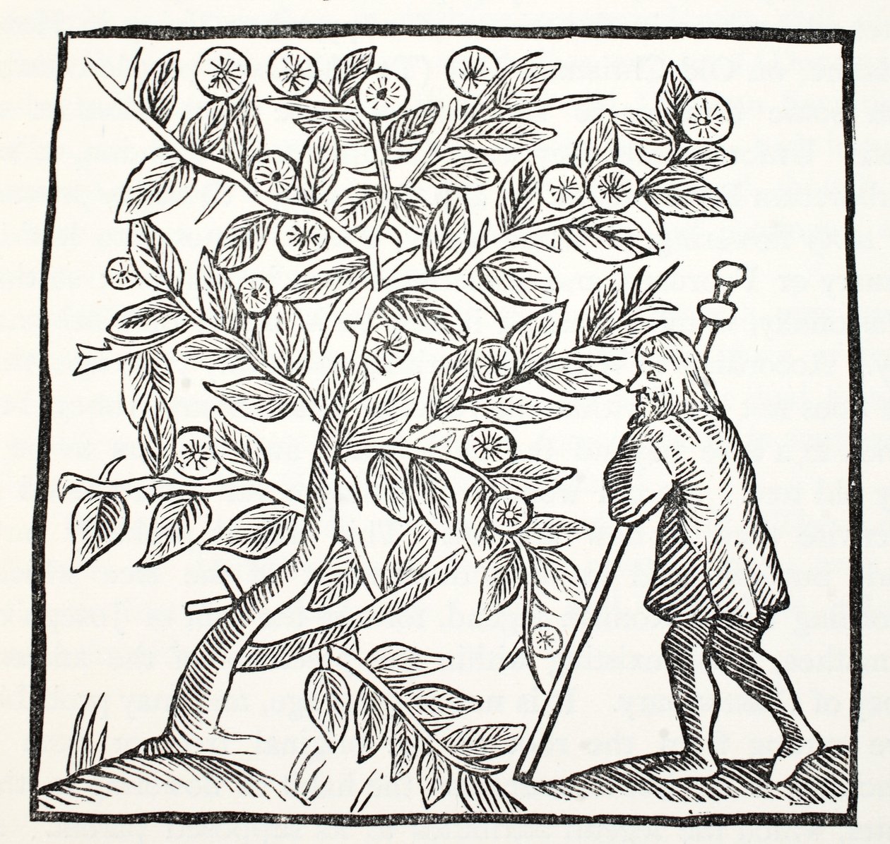 Giuseppe di Arimatea e il Biancospino di Glastonbury, illustrazione da Chap-books of the Eighteenth Century di John Ashton, pub. 1882 da English School