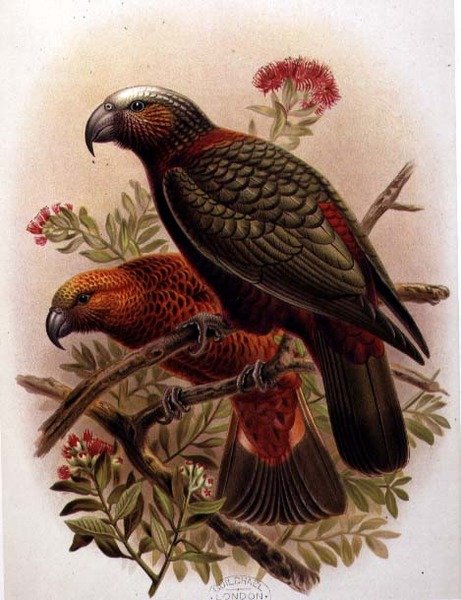 Pappagallo Kaka e varietà Kaka-Kura da 