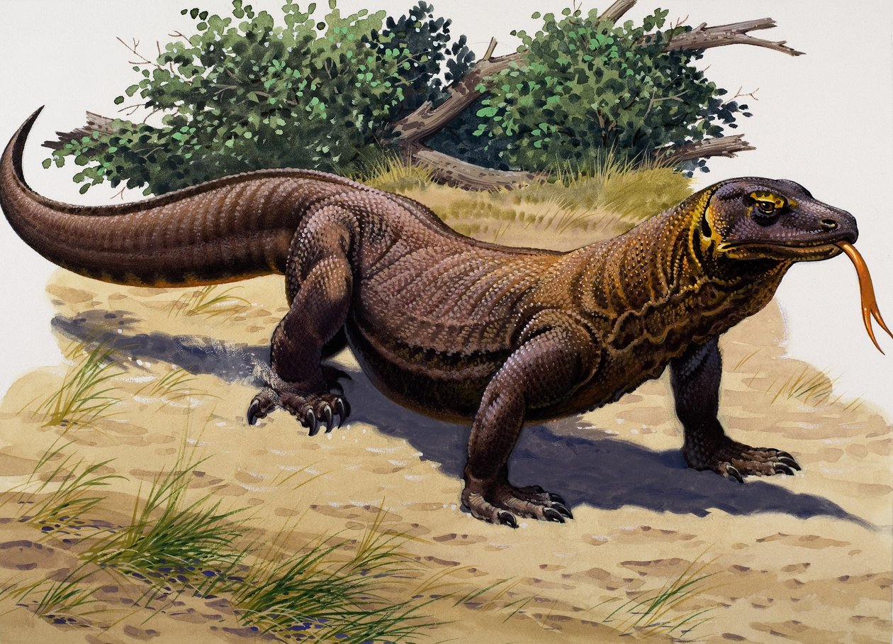 Komodo Dragon (gouache on paper) da English School