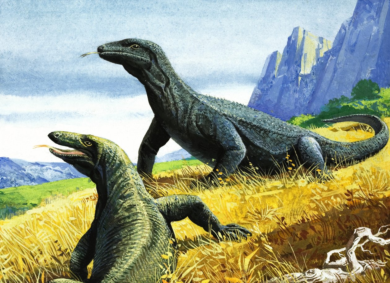 Komodo Dragon (gouache on paper) da English School