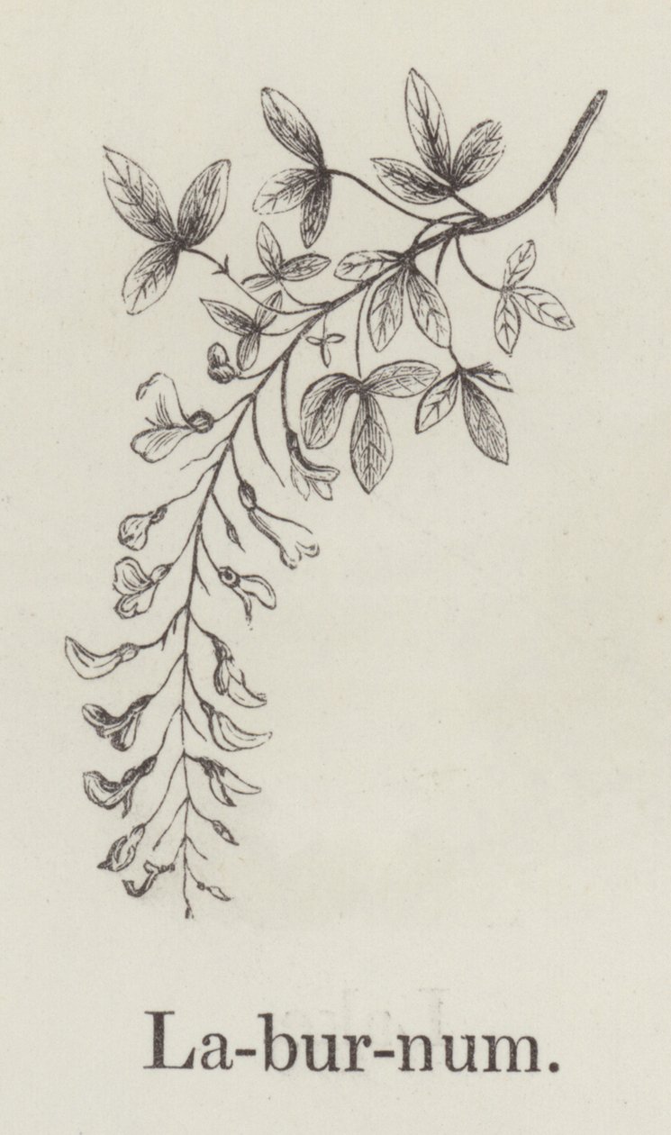 Laburnum (incisione) da English School
