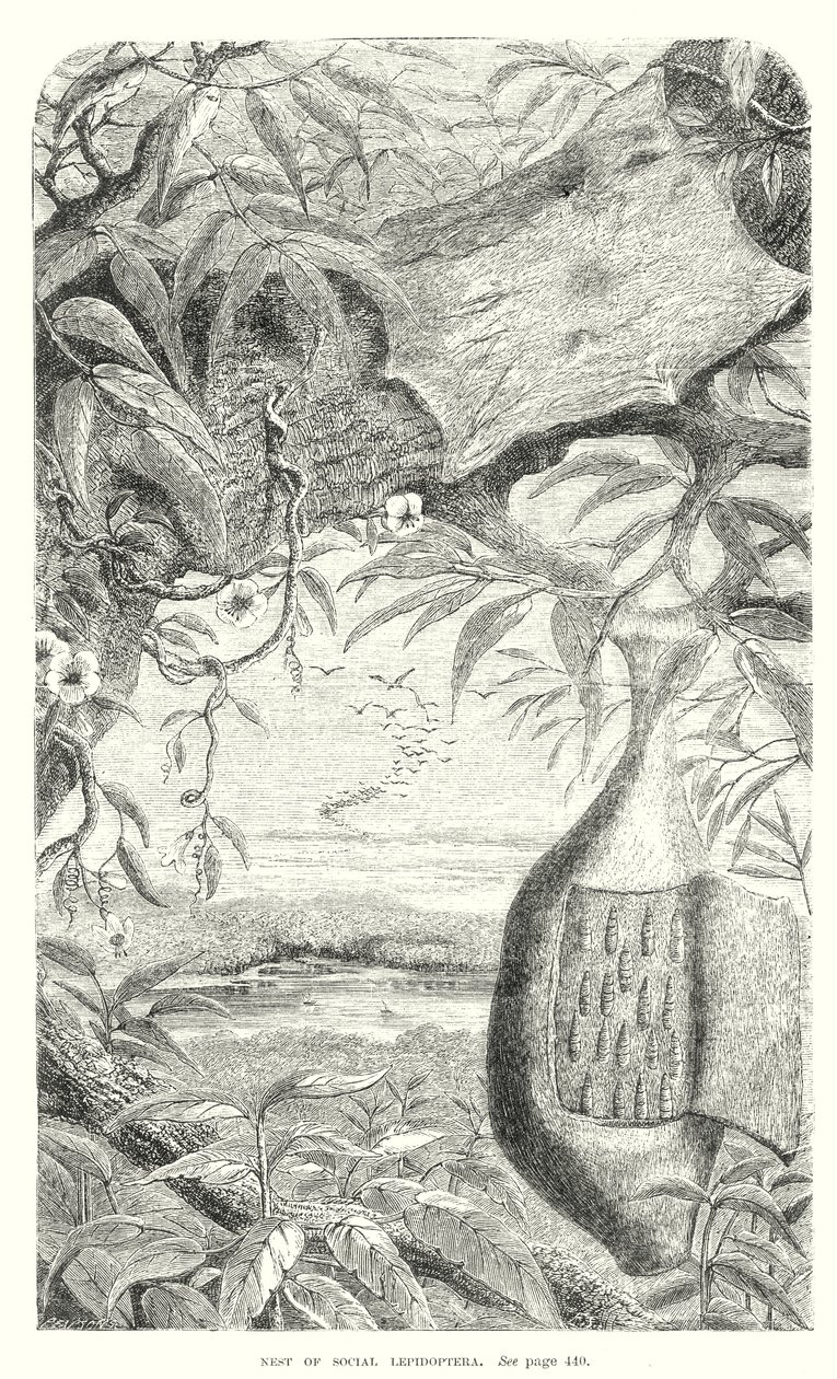 Insetti lepidotteri (incisione) da English School