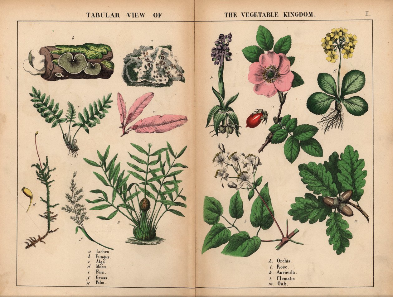 Lichene, fungo, alga, muschio, felce, erba, palma, orchidea, rosa, auricola, clematide e quercia, da 
