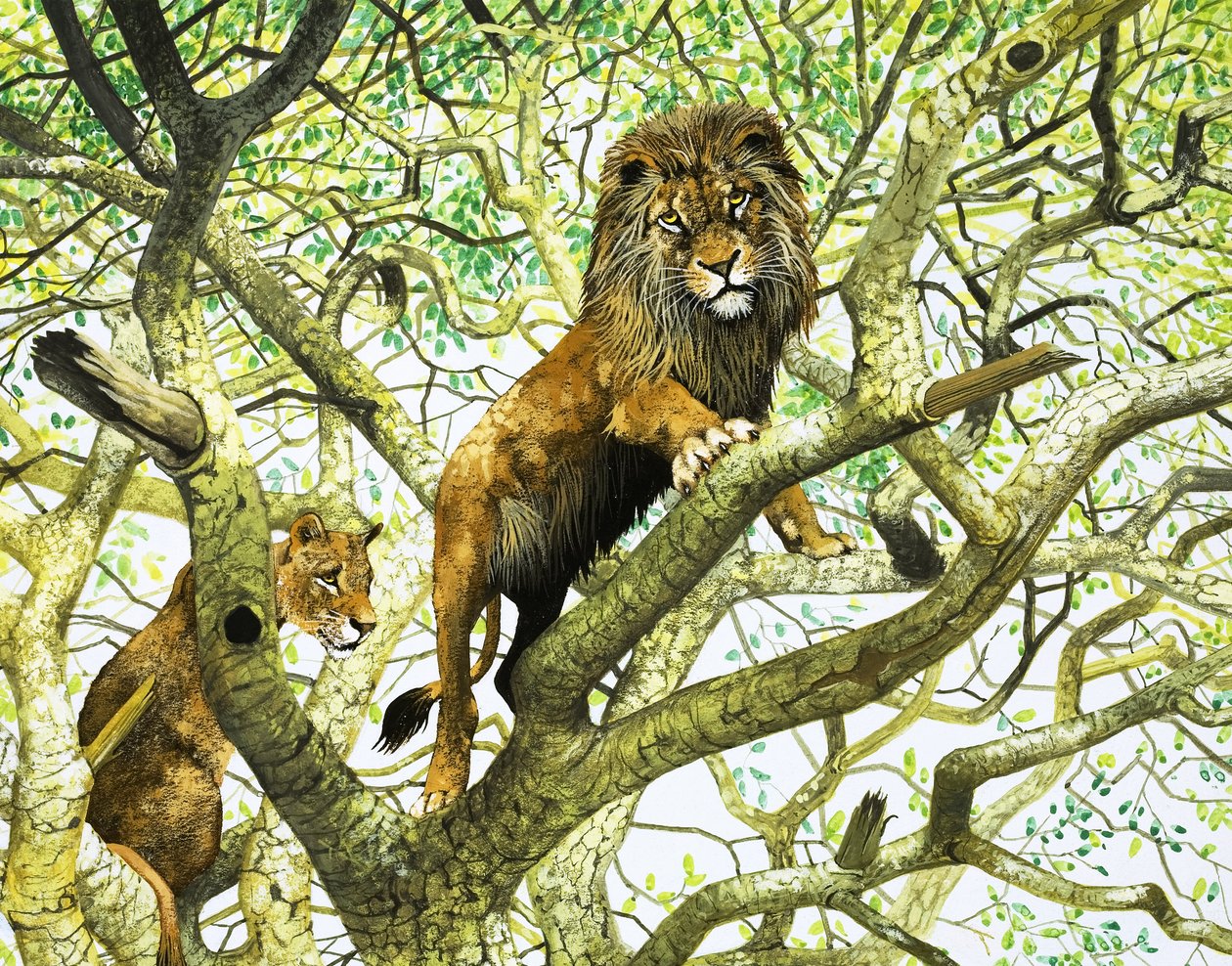 Leone e leonessa su un albero (gouache su carta) da English School