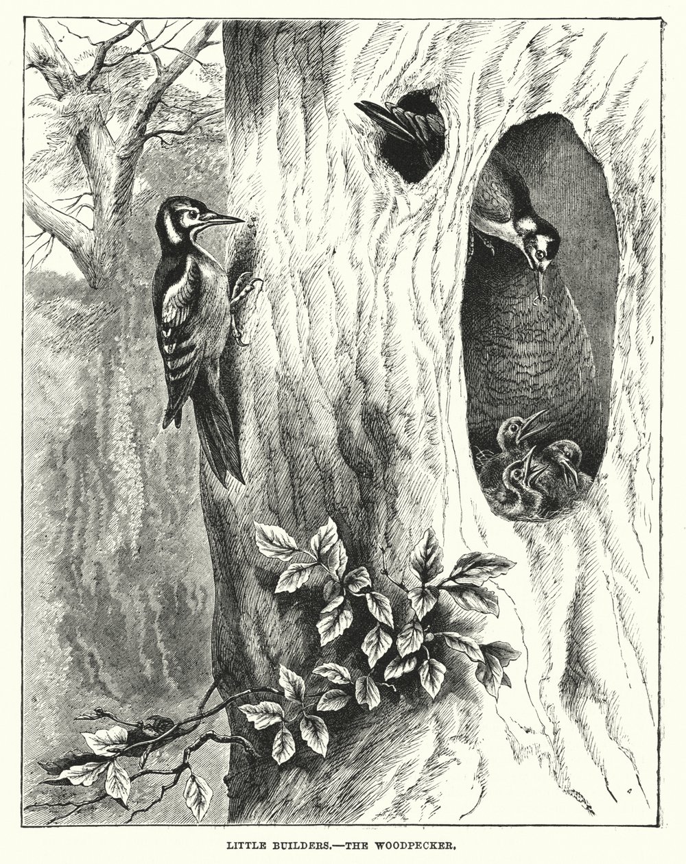 Piccoli costruttori, Il picchio (incisione) da English School