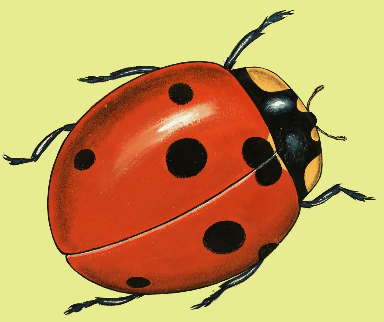 Prendersi cura delle coccinelle da English School