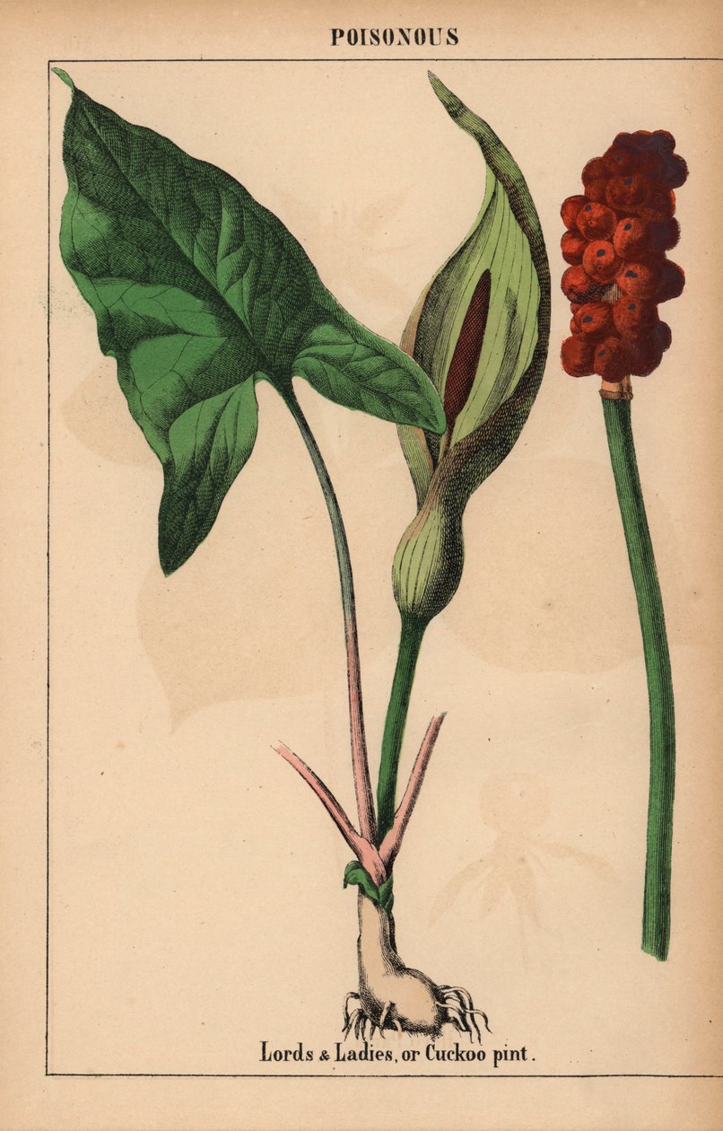 Signori e signore, o cuculo, da "The Instructive Picturebook, or Lessons from the Vegetable World," [Charlotte Mary Yonge], Edimburgo da English School