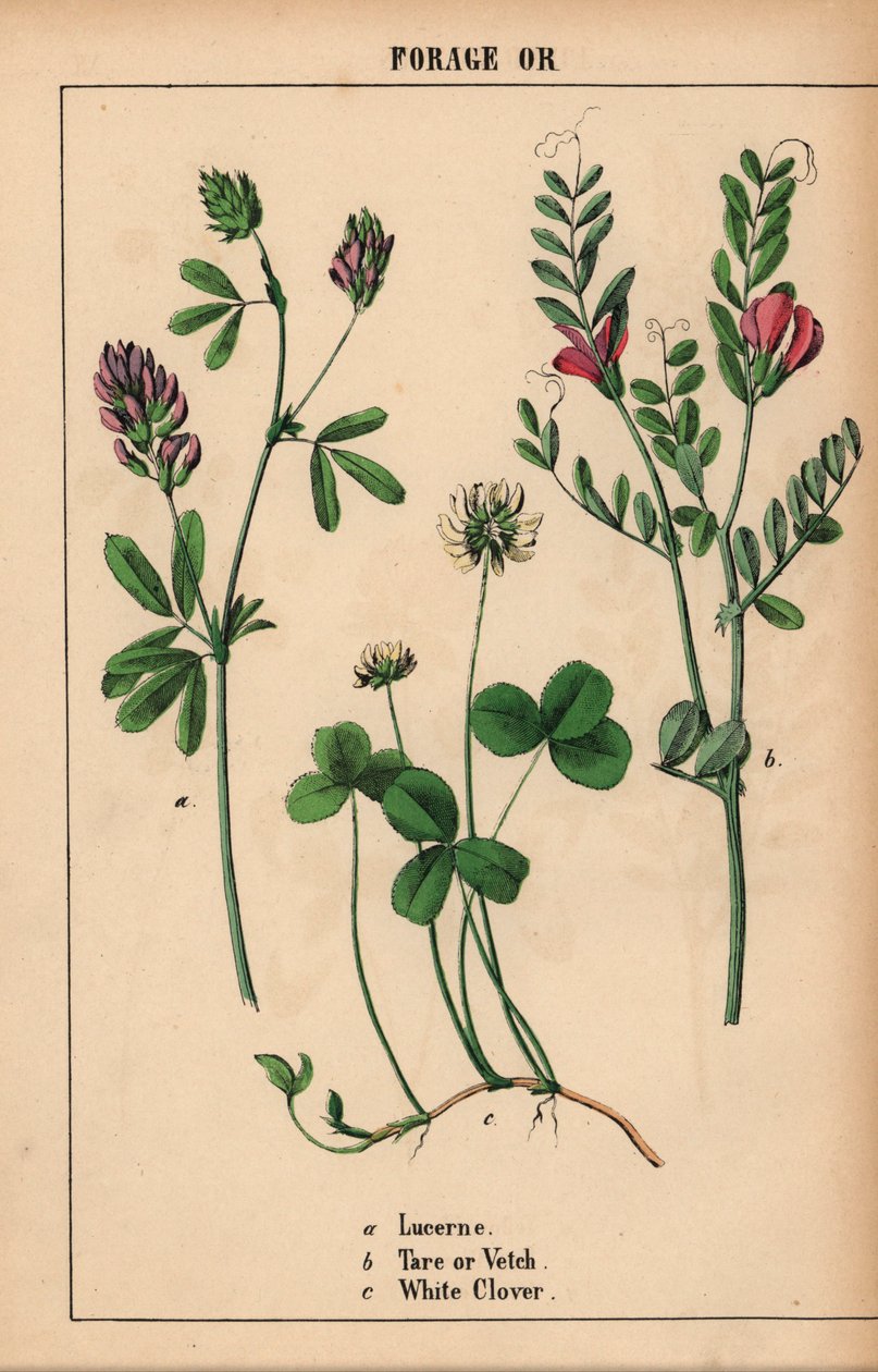 Erba medica, veccia e trifoglio bianco, da 