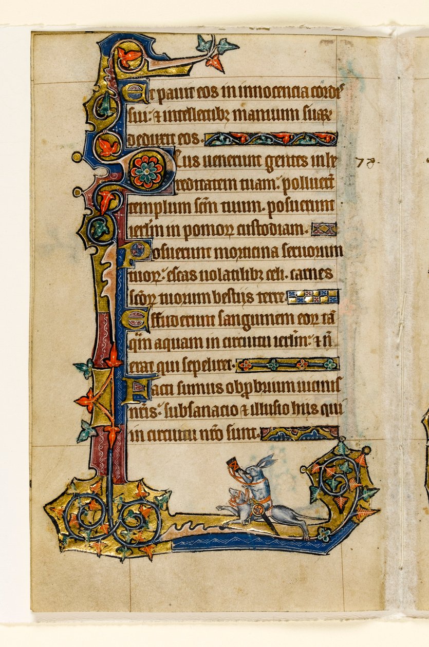MS 1-2005, fol. 115v: Un coniglio che cavalca un segugio, caccia, decorazione marginale dal Salterio di Macclesfield, Uso di Sarum, East Anglia, c.1330 da English School