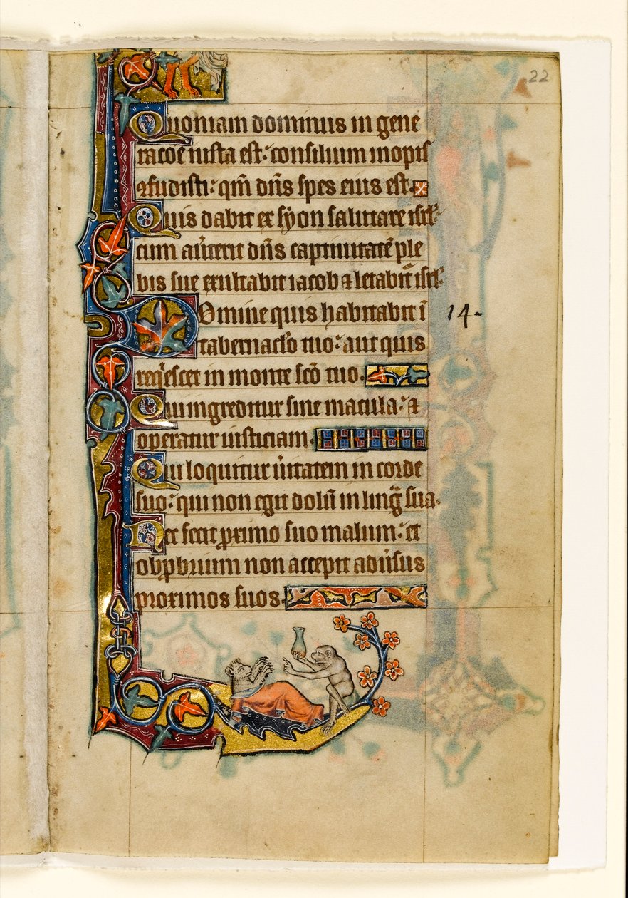 MS 1-2005, fol. 22r: Il medico-scimmia e il suo paziente orso, decorazione marginale dal Salterio di Macclesfield, Uso di Sarum, East Anglia, c.1330 da English School