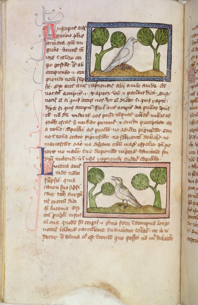 MS 379 f.22v Pagina di testo con un falco bianco e un usignolo, da un Bestiario (pergamena) da English School
