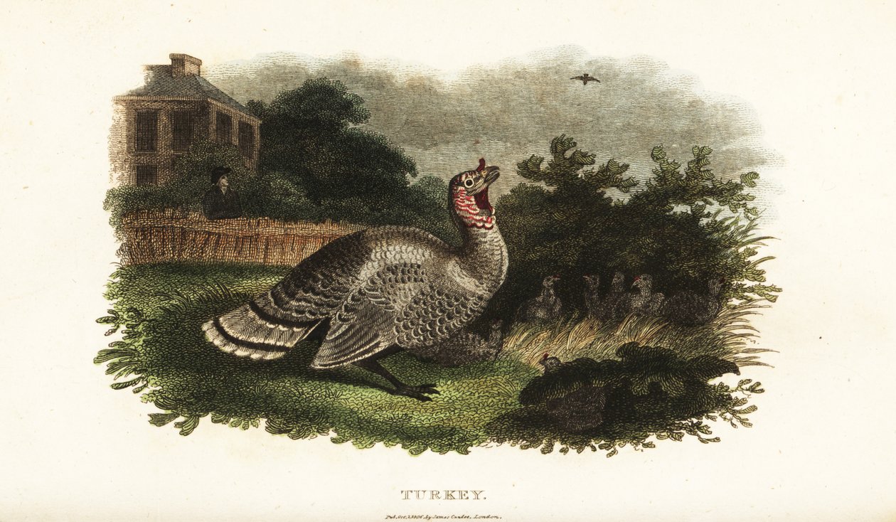 Tacchino maschio, Meleagris gallopavo, che protegge una gallina bantam da un falco predatore da English School