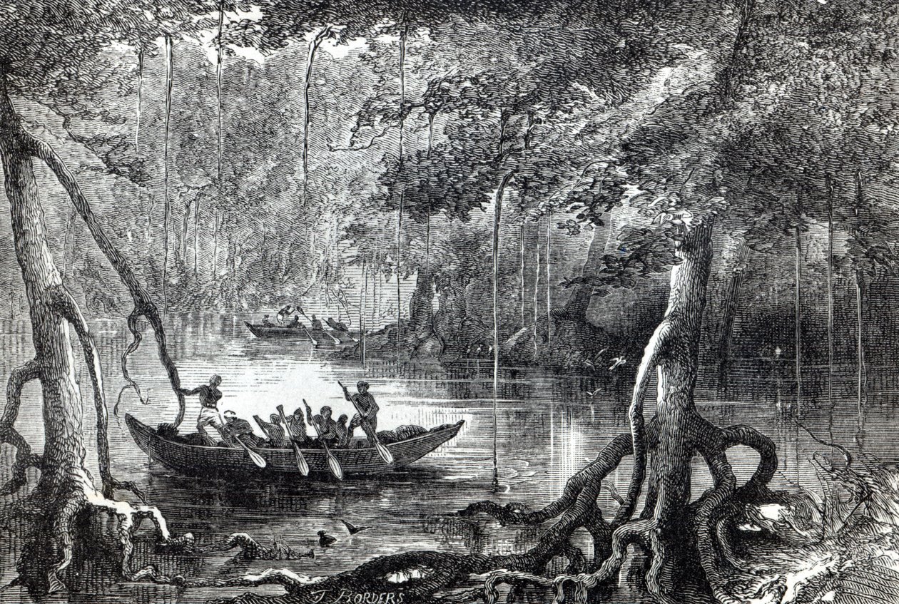 Foresta di mangrovie, frontespizio dell