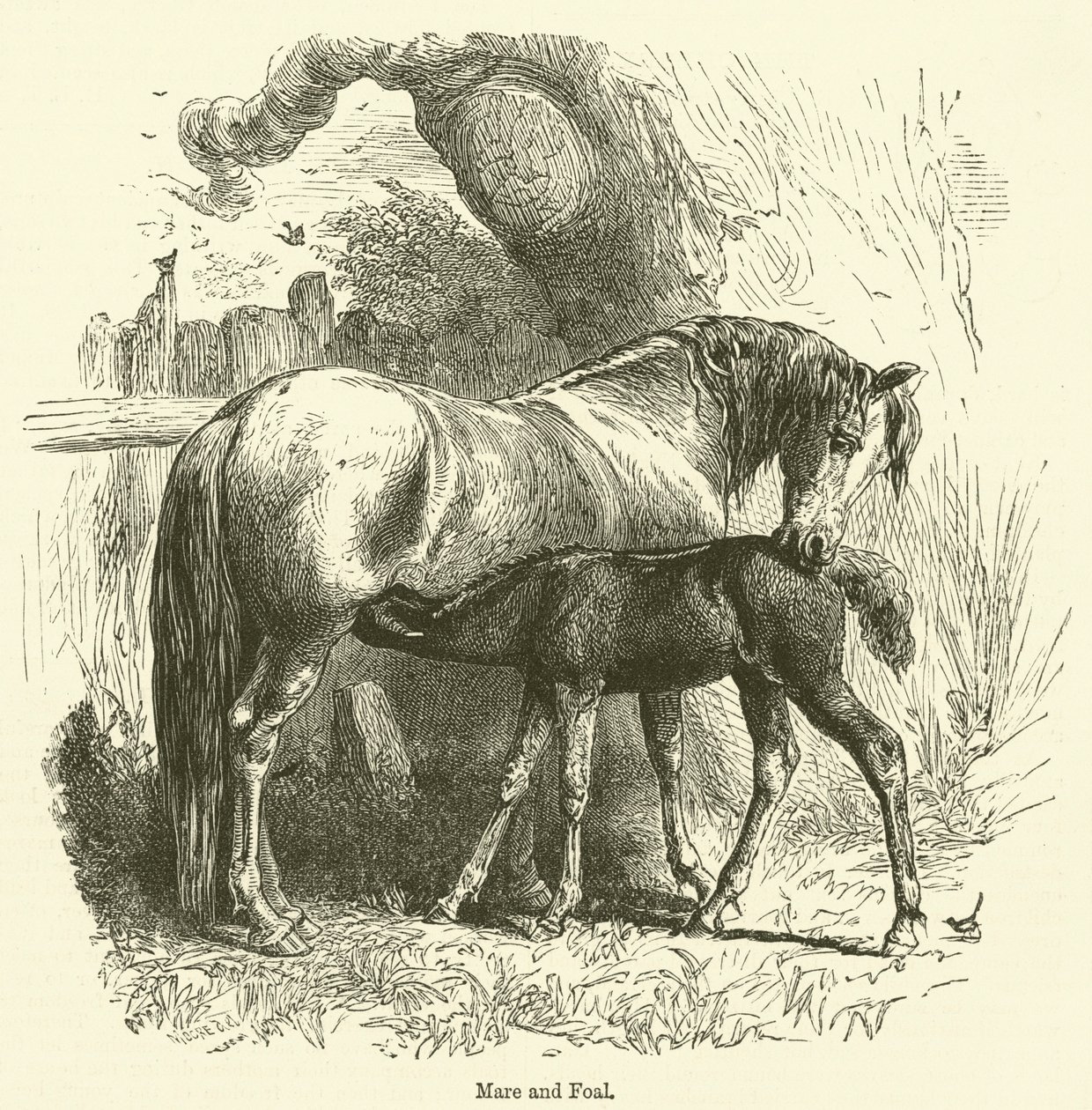 Cavalla e puledro (incisione) da English School