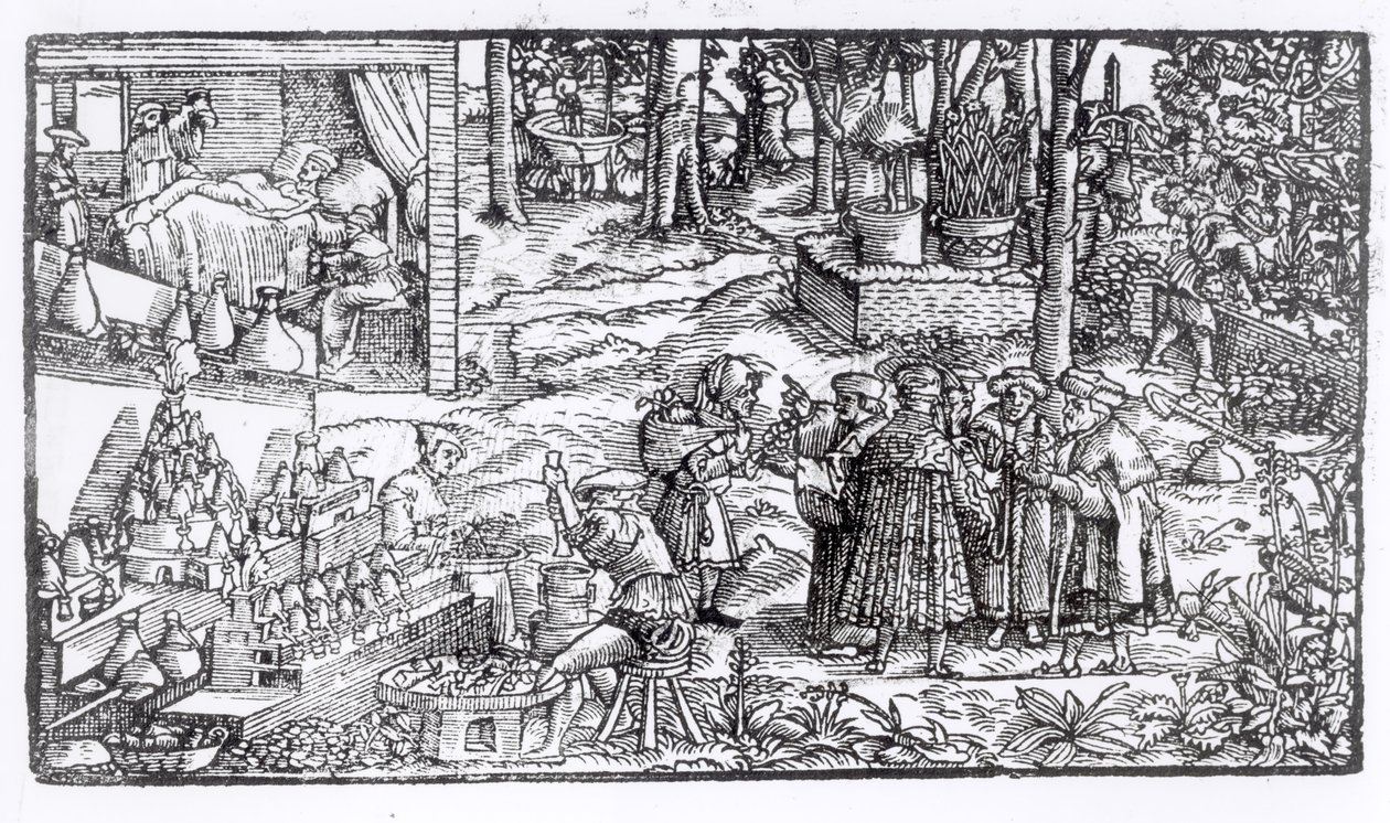Coltivazione di erbe medicinali, 1531 da English School