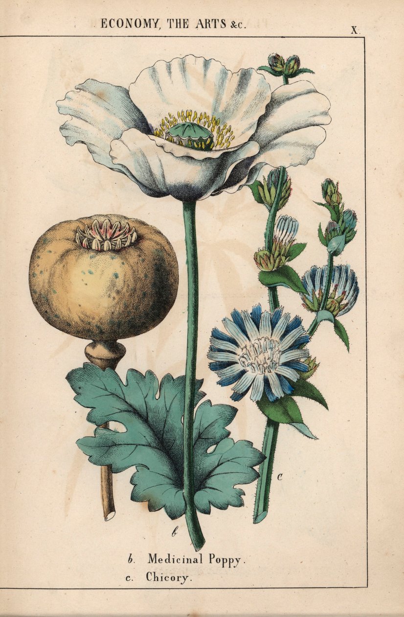 Papavero medicinale con fiore bianco e capsula matura, e fiore di cicoria blu, da 