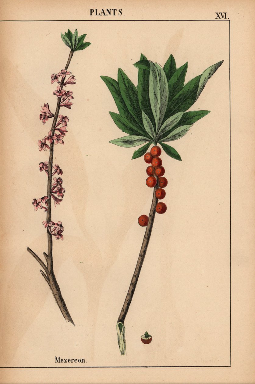 Mezereon con bacche rosse e fiori rosa, da 