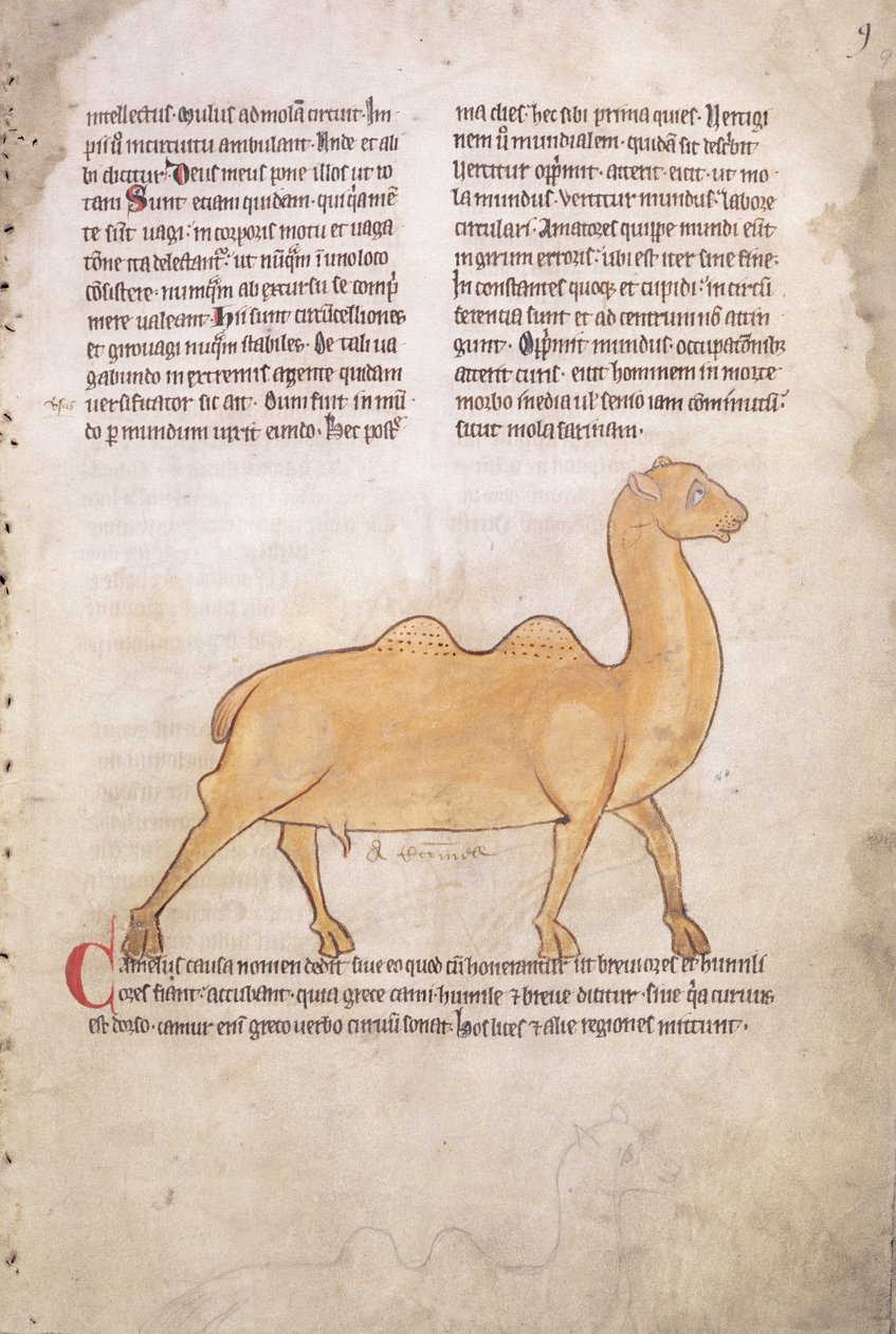 Ms.254 f.9r Cammello da un bestiario in latino, inglese, inizio XIII secolo (manoscritto) da English School